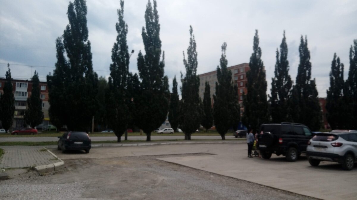 До этого пирамидальные тополя я видела только на юге.