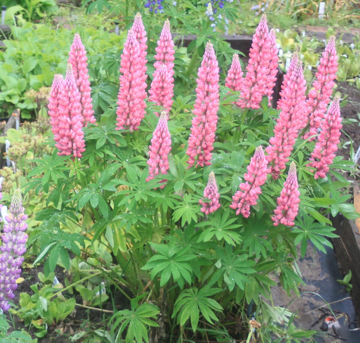 При прополке я обрываю нижние листья, что бы они не мешали примулам