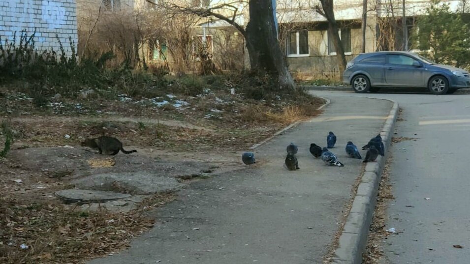 Пока кошка ест, голуби ждут