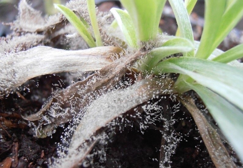 Фото Яндекс.Картинки