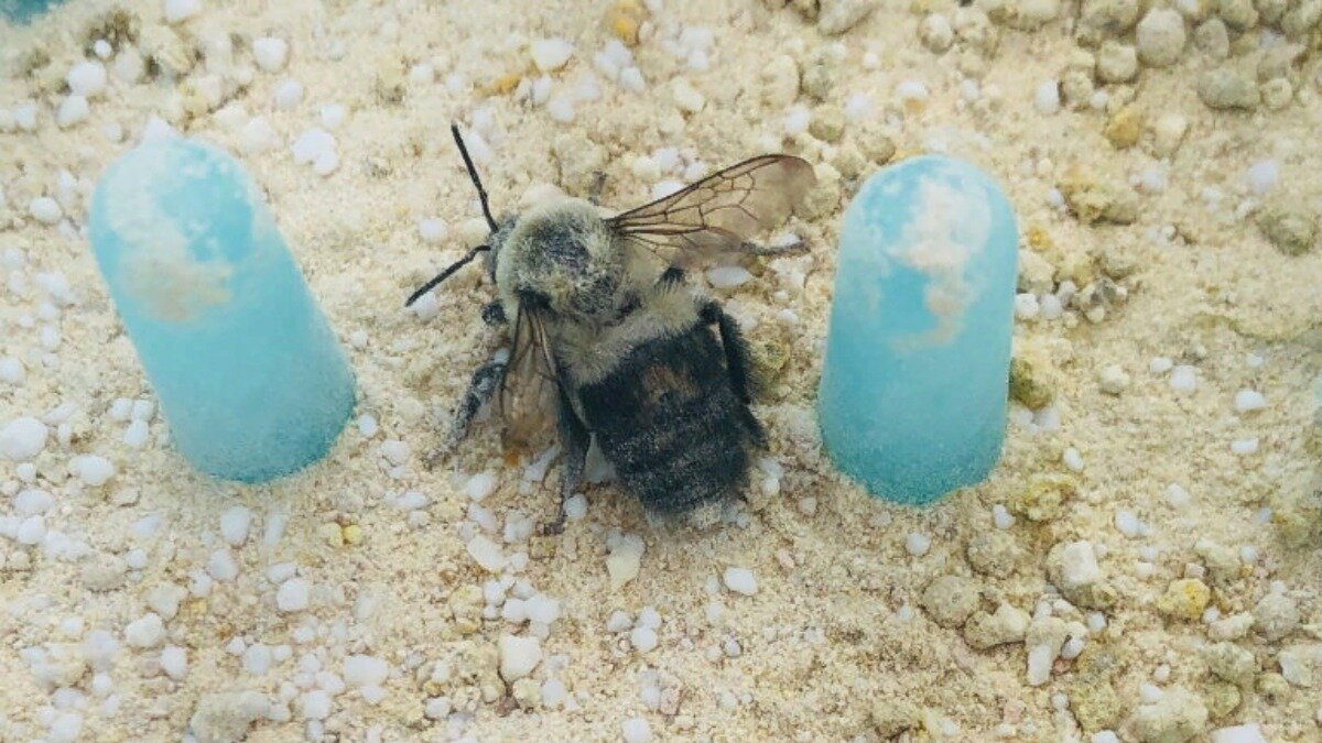 Фото: www.wnif.co.uk Шмели собирают мельчайшие количества биологически активных веществ