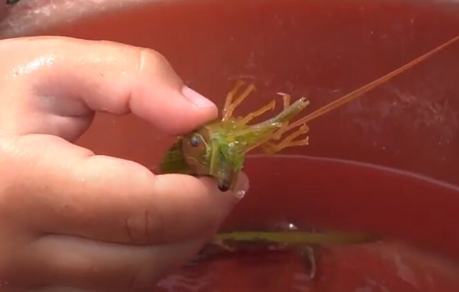 Чилим травяной