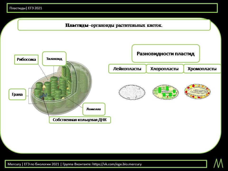 Пластиды это в биологии 5 класс