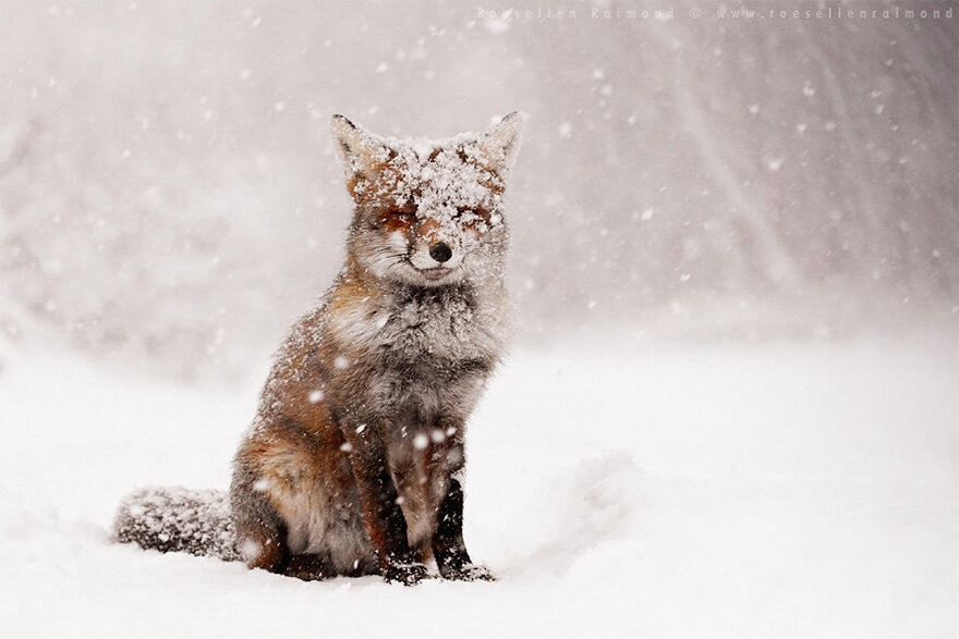 Roeselien Raimond