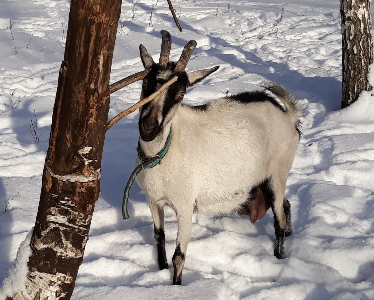 Будни козовода: запуск козы