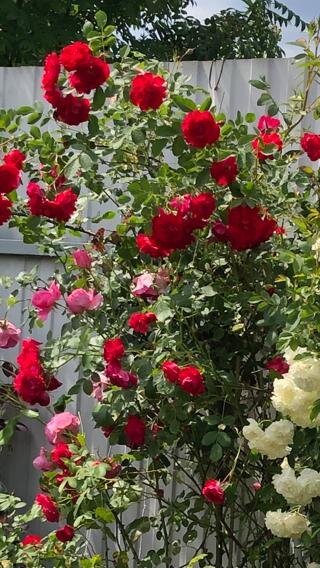 Канадская роза Аделаида Худлес