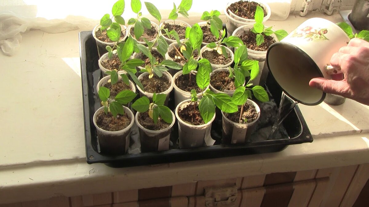Полив рассады с поддона