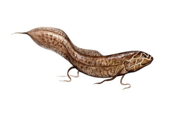 вот и сама рыбка