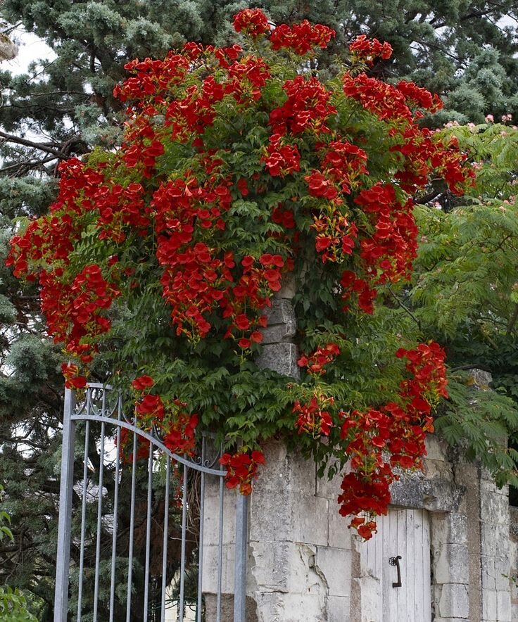 Лиана кампсис укореняющийся