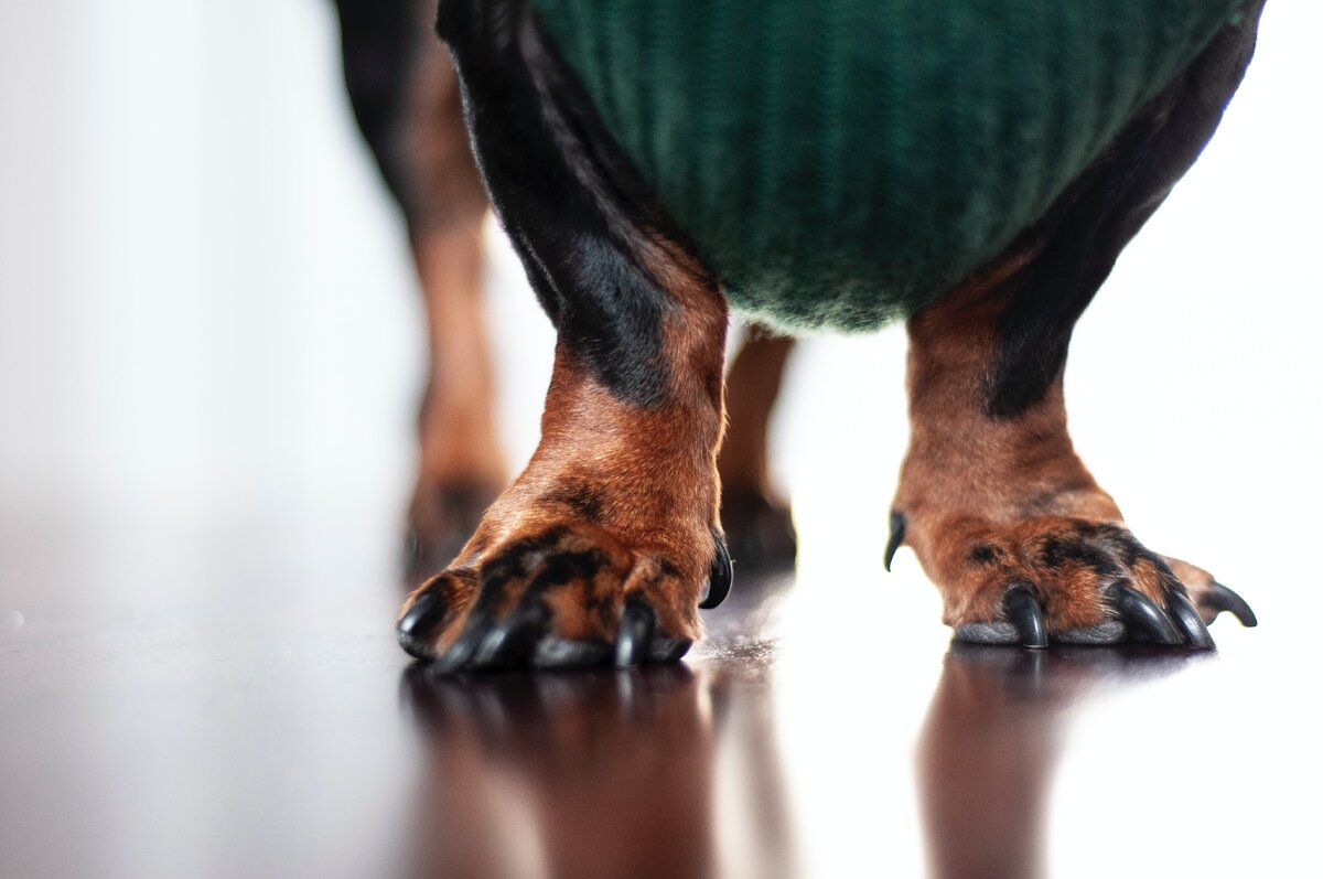 Уход за когтями у собак | Блог зоомагазина manikyrsha.ru