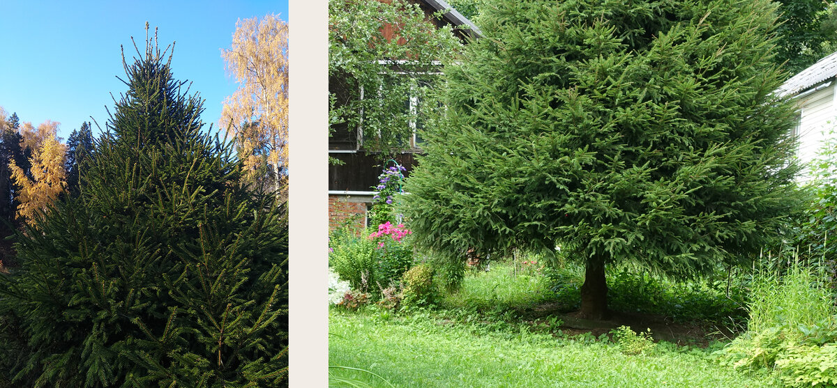 Ёлки, которые выращивают наши соседи по даче, чтобы наряжать на Новый год