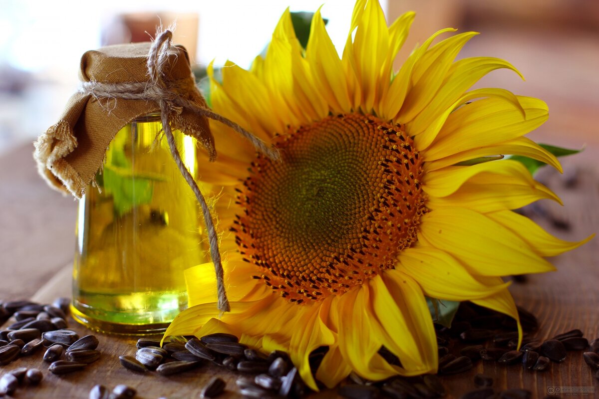 Автор: torange.biz - https://torange.biz/photo/32/HD/sunflower-oil-crude-unrefined-32723.jpgPublished on https://torange.biz/crude-sunflower-oil-unrefined-32723, CC BY 4.0, https://commons.wikimedia.org/w/index.php?curid=40799354