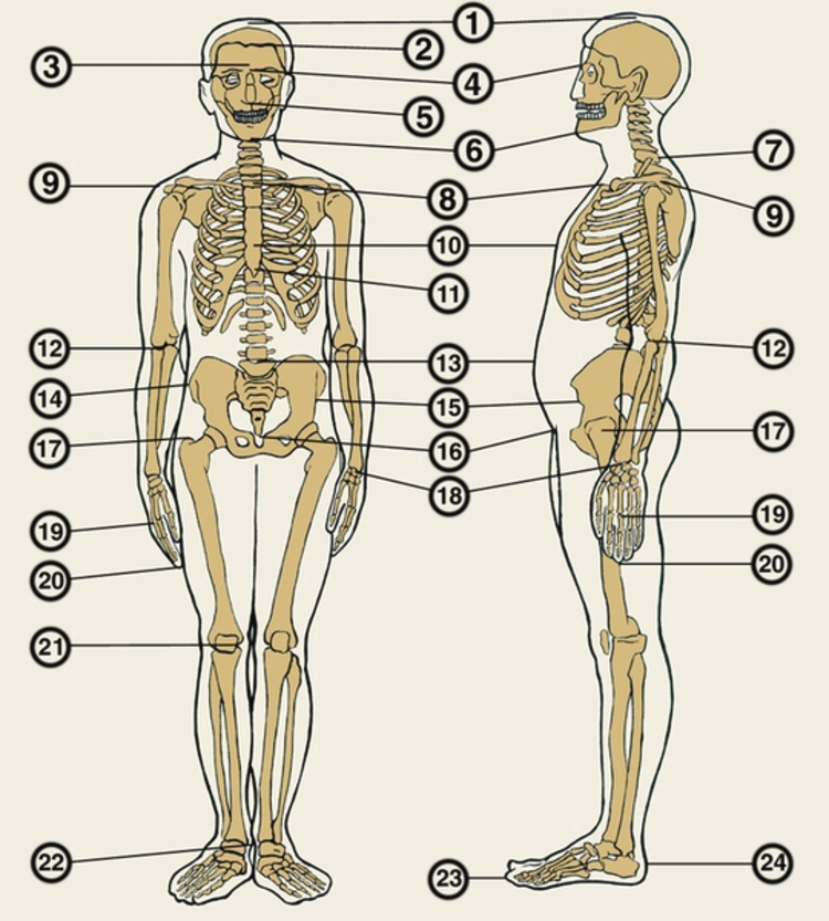 Значение антропометрических точек при измерении тела человека: почему они важны