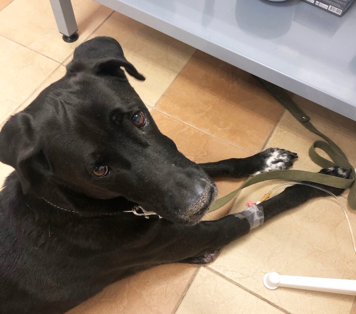 Марли с детства часто болеет, лечим