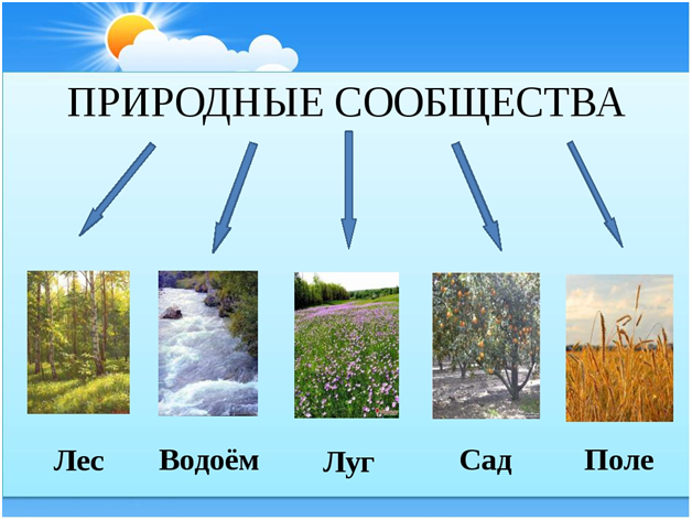 Природные сообщества видео. Природное сообщество сад. Природные сообщества Башкортостана. Природные сообщества Хакасии. Природные сообщества Курганской области.