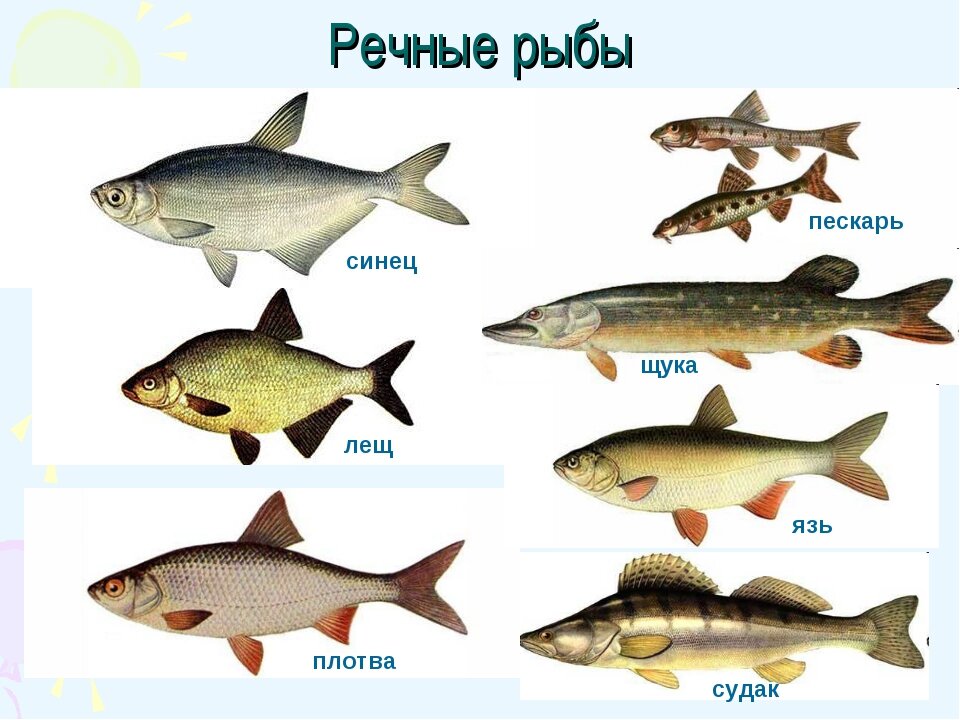 Рыбы обитающие в Большом Черемшане. источник -сайт: https://ds02.infourok.ru/uploads/ex/02f5/00014efc-c0ecae02/img8.jpg