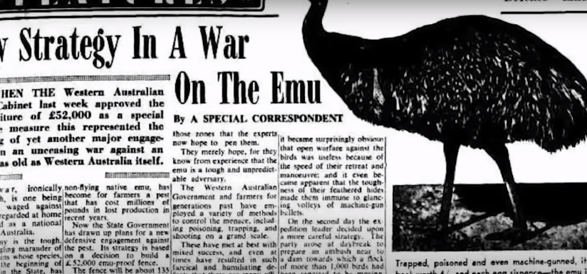 статья про страусиную войну