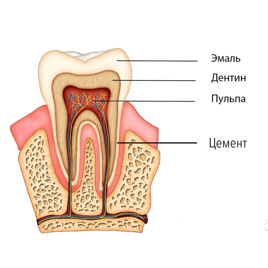 Коренные зубы нервы