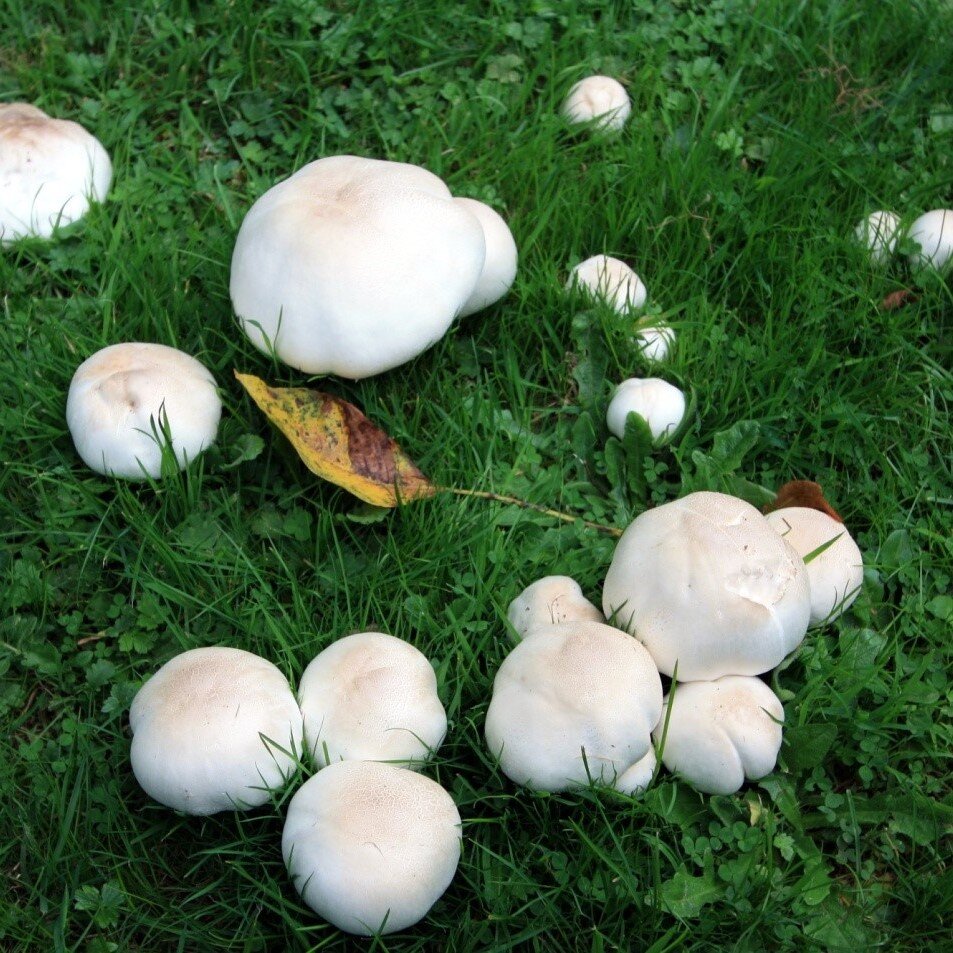Белые грибы шампиньоны