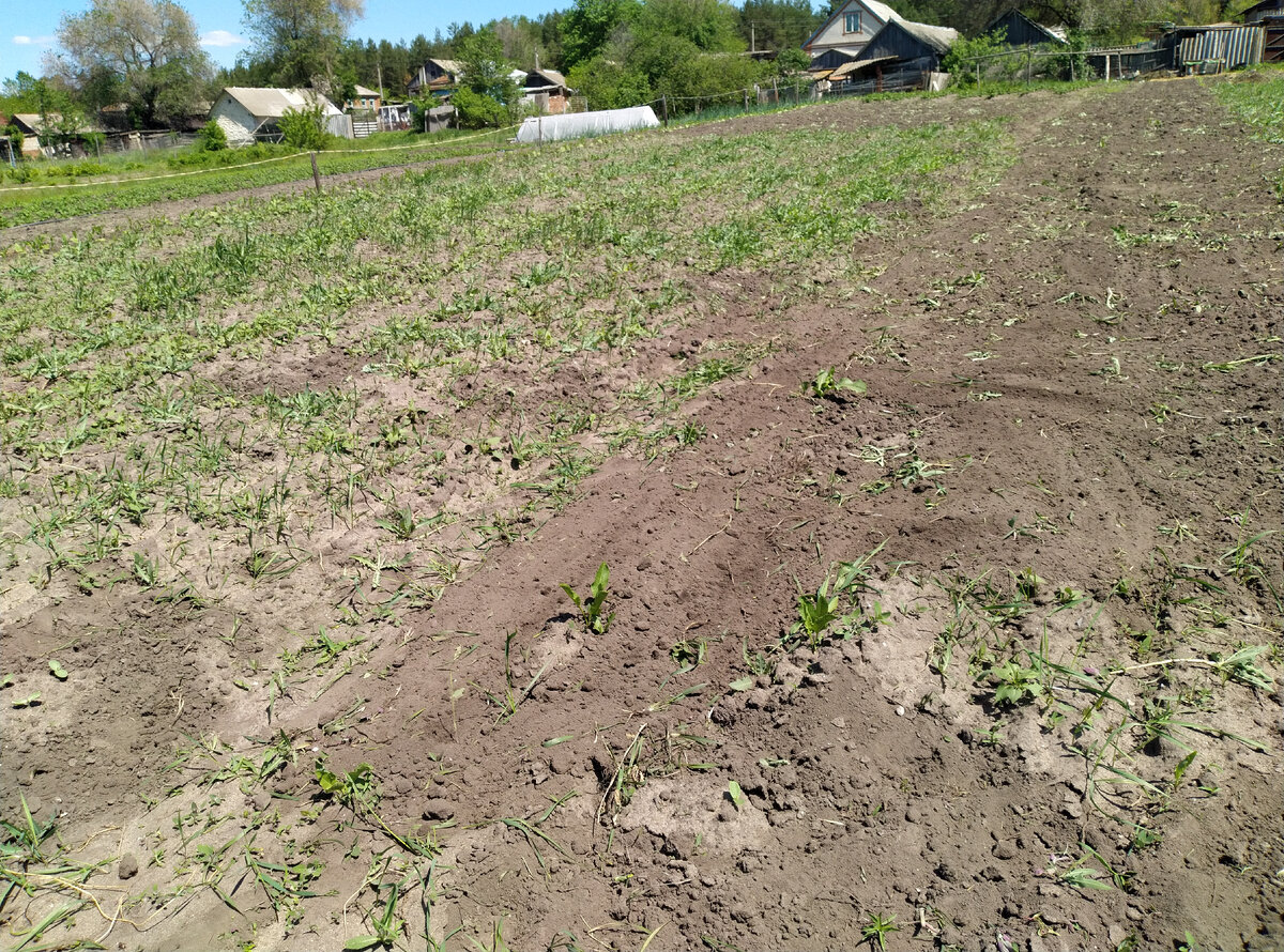 Вот размазанное на переднем плане - им сделано, а выше по полю - тяпкой
