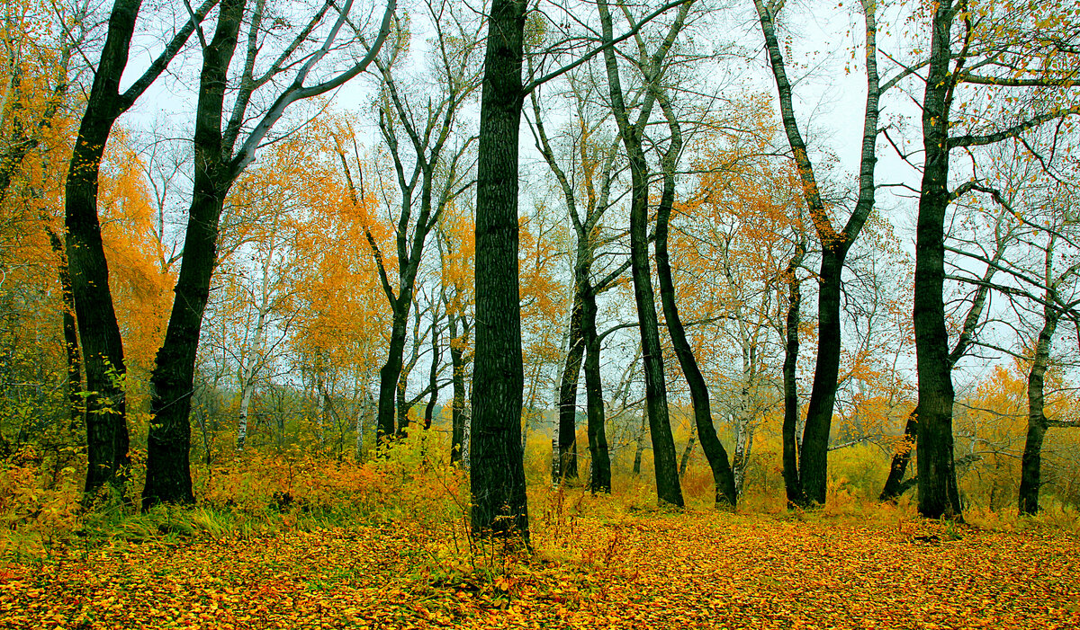 Подчеркнуть грамматическую основу в предложении 2 класс. Листва предложение. Предложения с подчеркнутыми грамматическими основами. Лист предложений. Наступила поздняя осень дни стали короче знаки препинания.