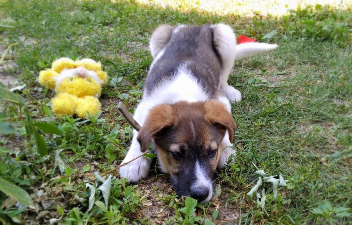 Гамсюша грустит. 