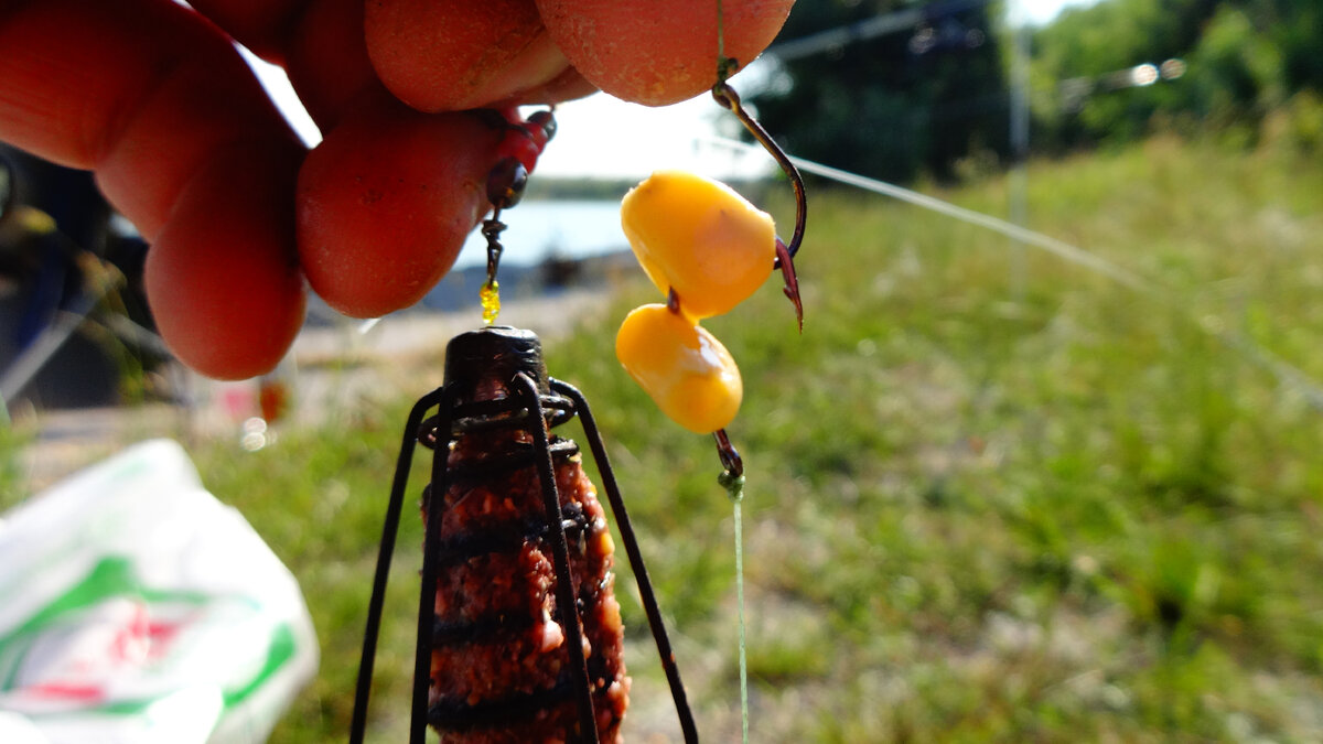 Прокисшая кукуруза. Фото автора.