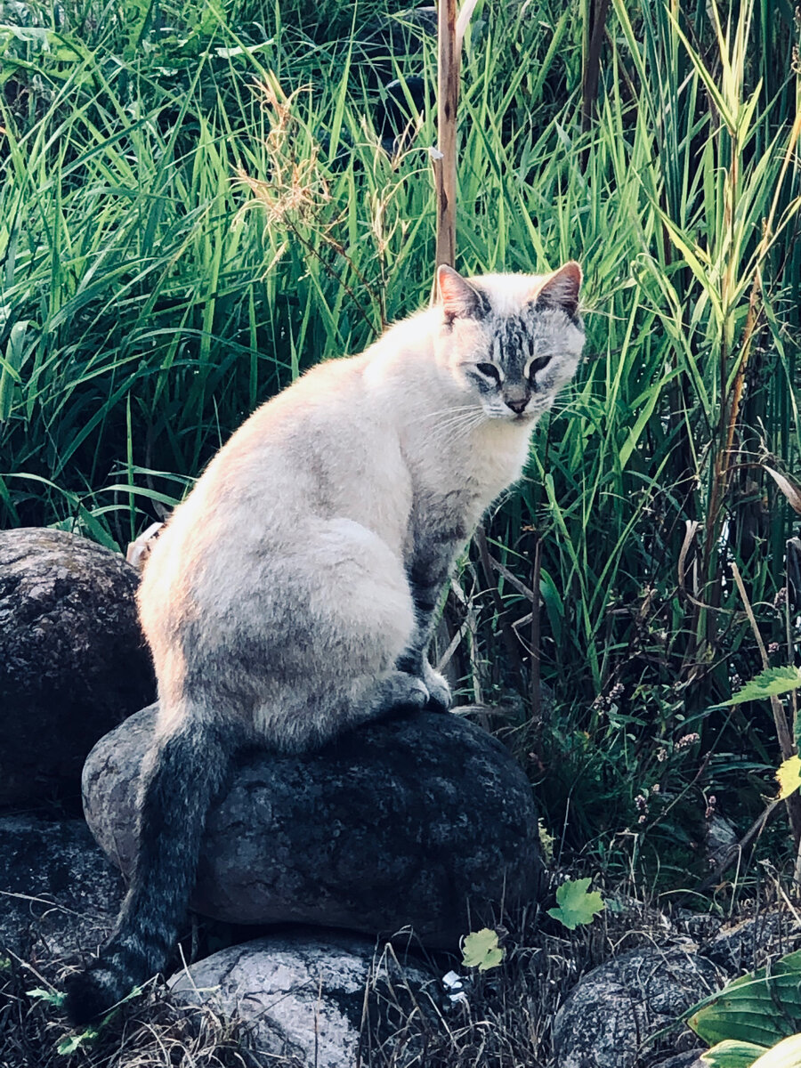 У Плюши даже глазки стали меньше, щеки закрывают. 