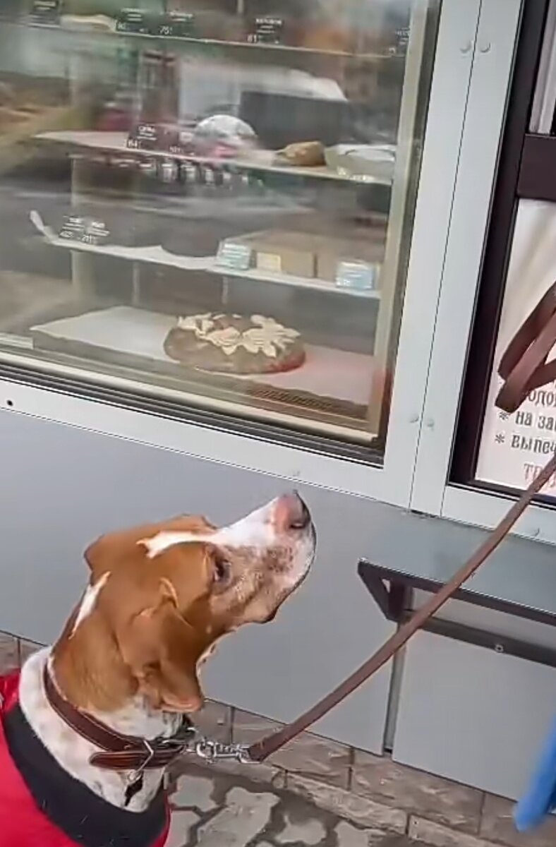 Арай ждет пирожок