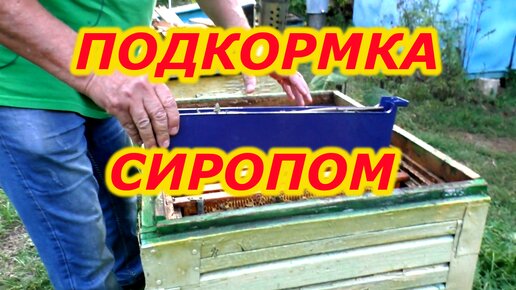 ПОДКОРМКА ПЧЕЛ сиропом. Полынь. Эндовираза. Замена матки