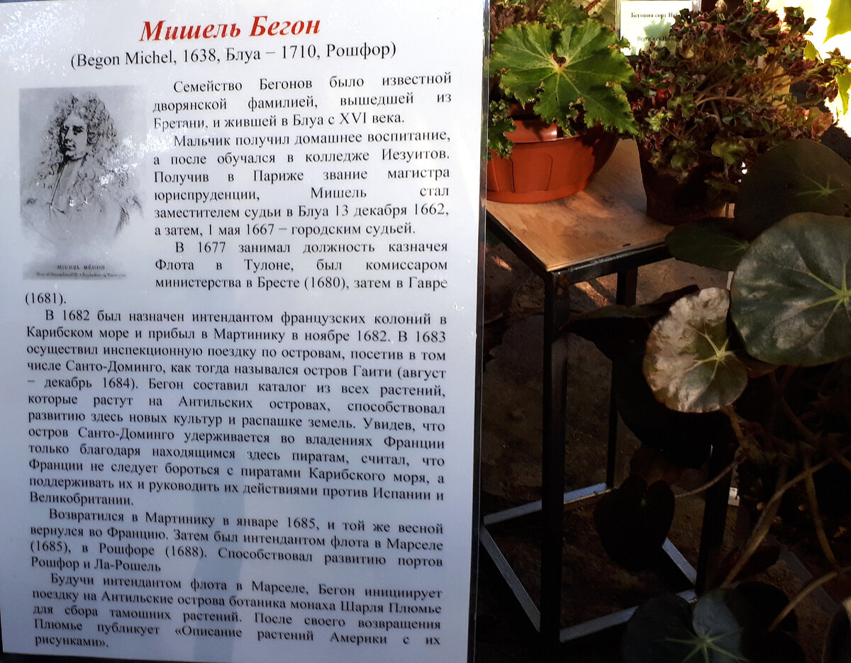 Многоликая бегония - растение №1. Что рассказали нам специалисты. | 🌼  Волшебная герань | Дзен