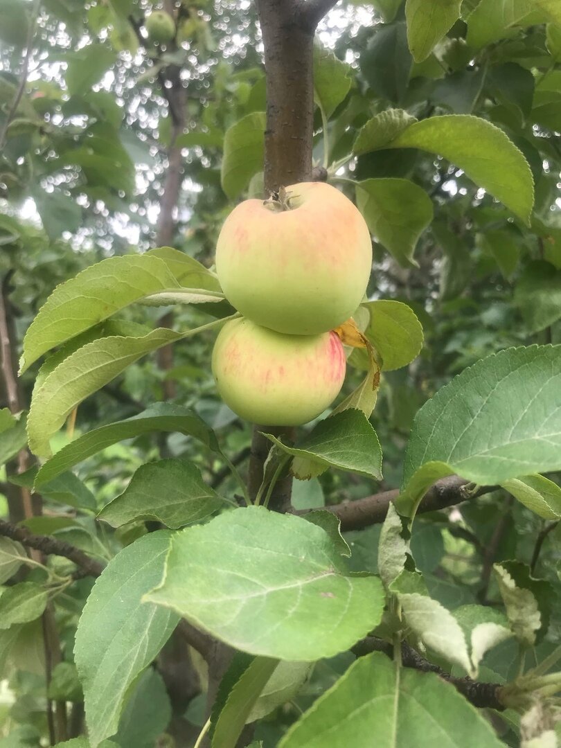 Яблоки ((все фотоматериалы принадлежать автору)
