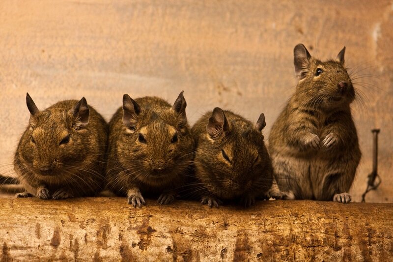 Стайка дегу