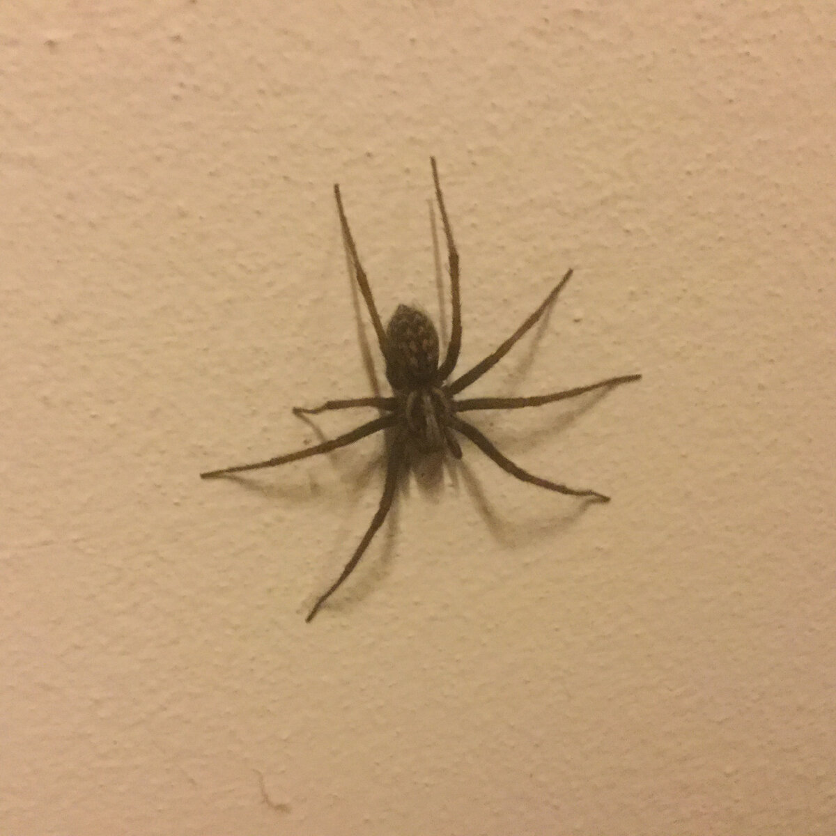 Тегенария домовая. https://www.flickr.com/photos/91916338@N07/