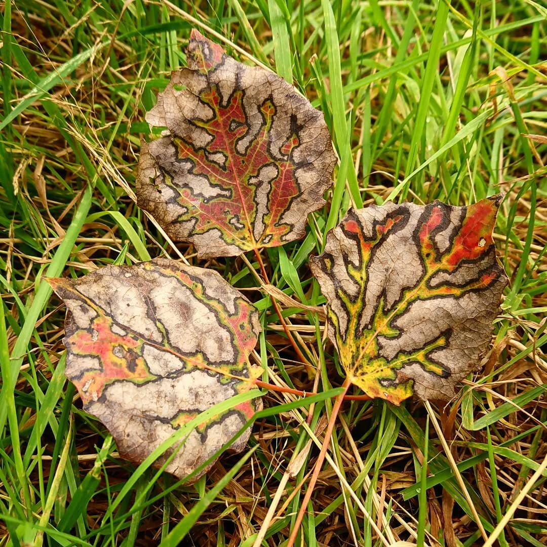 Фоторабота Сергея Зорина 