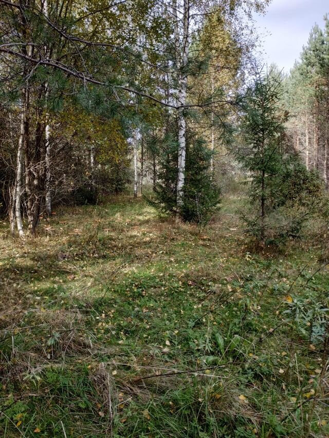 Дорога заросла молодыми берёзками.