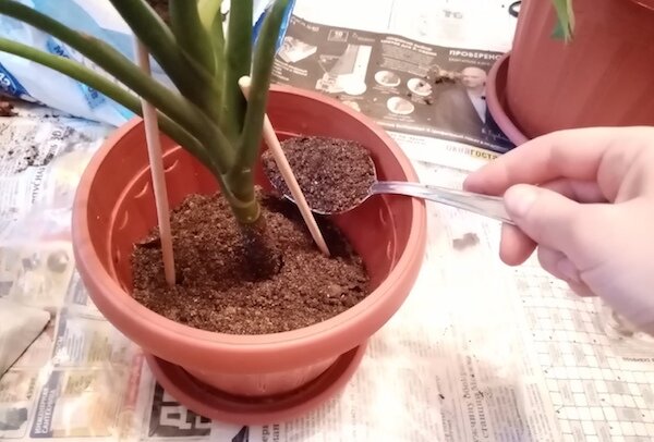 Пересадки раз в 2-3 года будет вполне достаточно