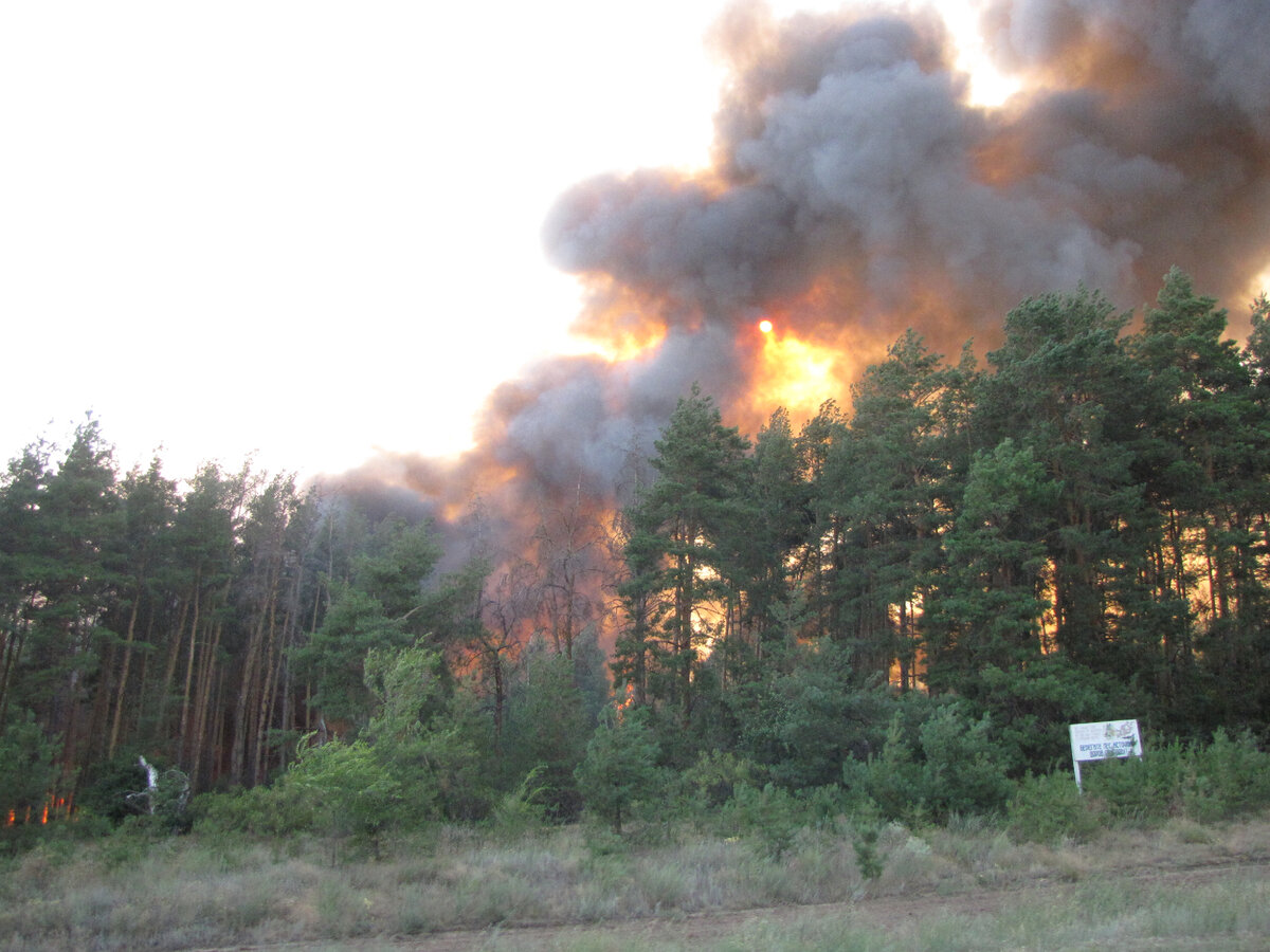 Воронежская область 2010 год