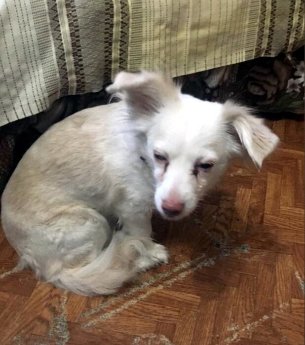 Галерея из четырех фотографий. 
Найденная на улице собака. Один глаз возможно не видит.