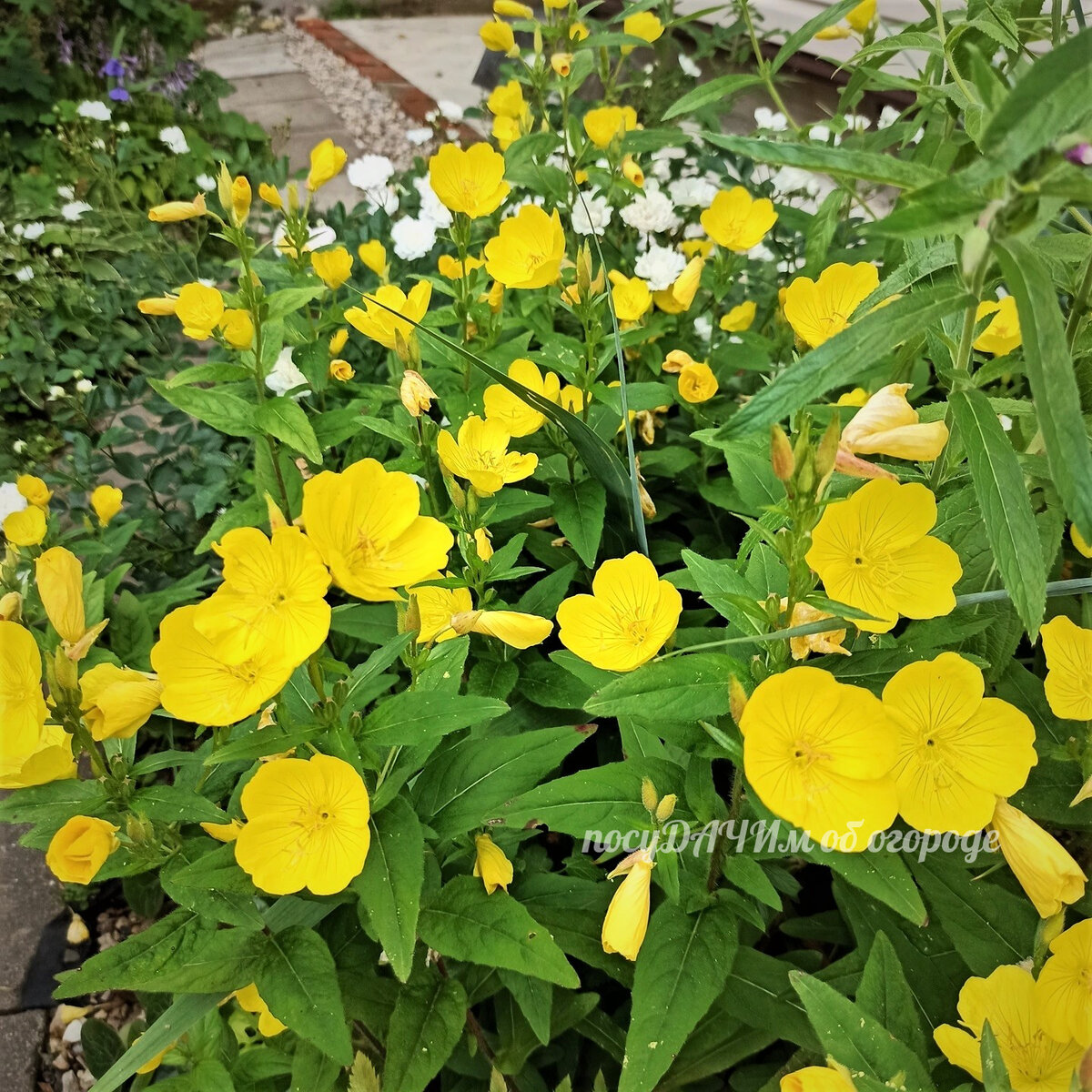 Лучше сажать отростками