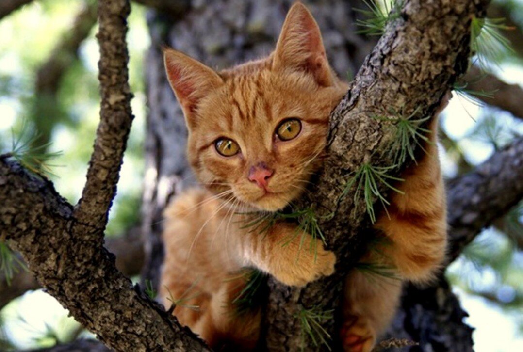 Фото из Интернета.