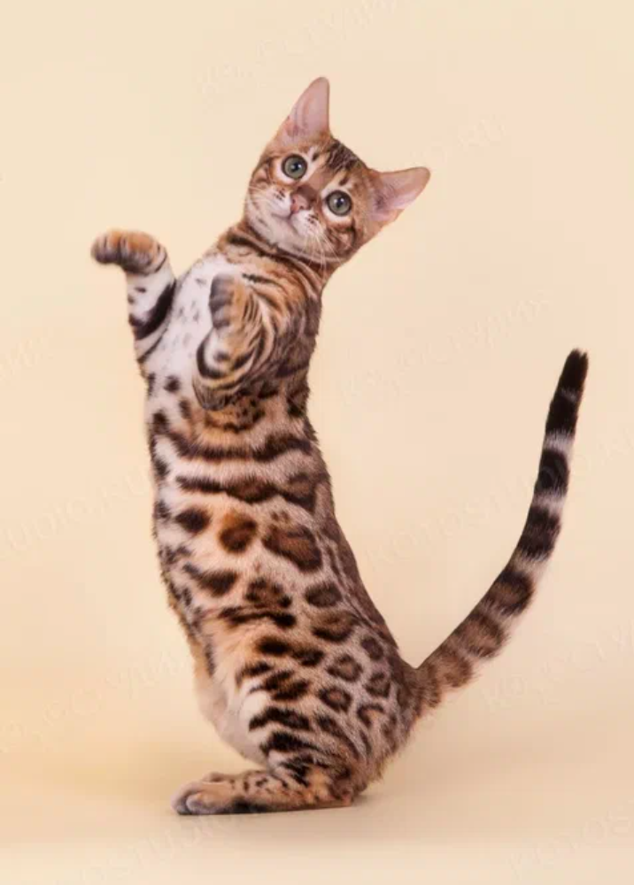 Бенгальская кошка. Кошки бенгальской породы. Бенгальская короткошерстная кошка. Кот бенгал бенгальский кот. Бенгальская порода характер
