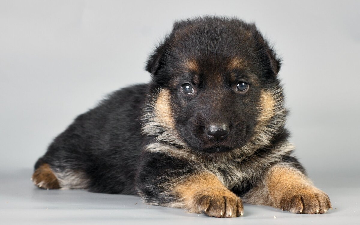 Фото с w-dog.ru для примера