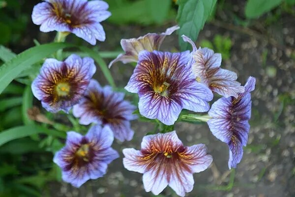 Встречаюся самые разнообразные расветки цветов сальпиглоссиса