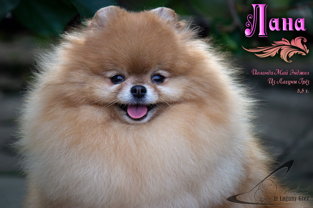 Иоланда Май Энджел Из Лагуны Грёз