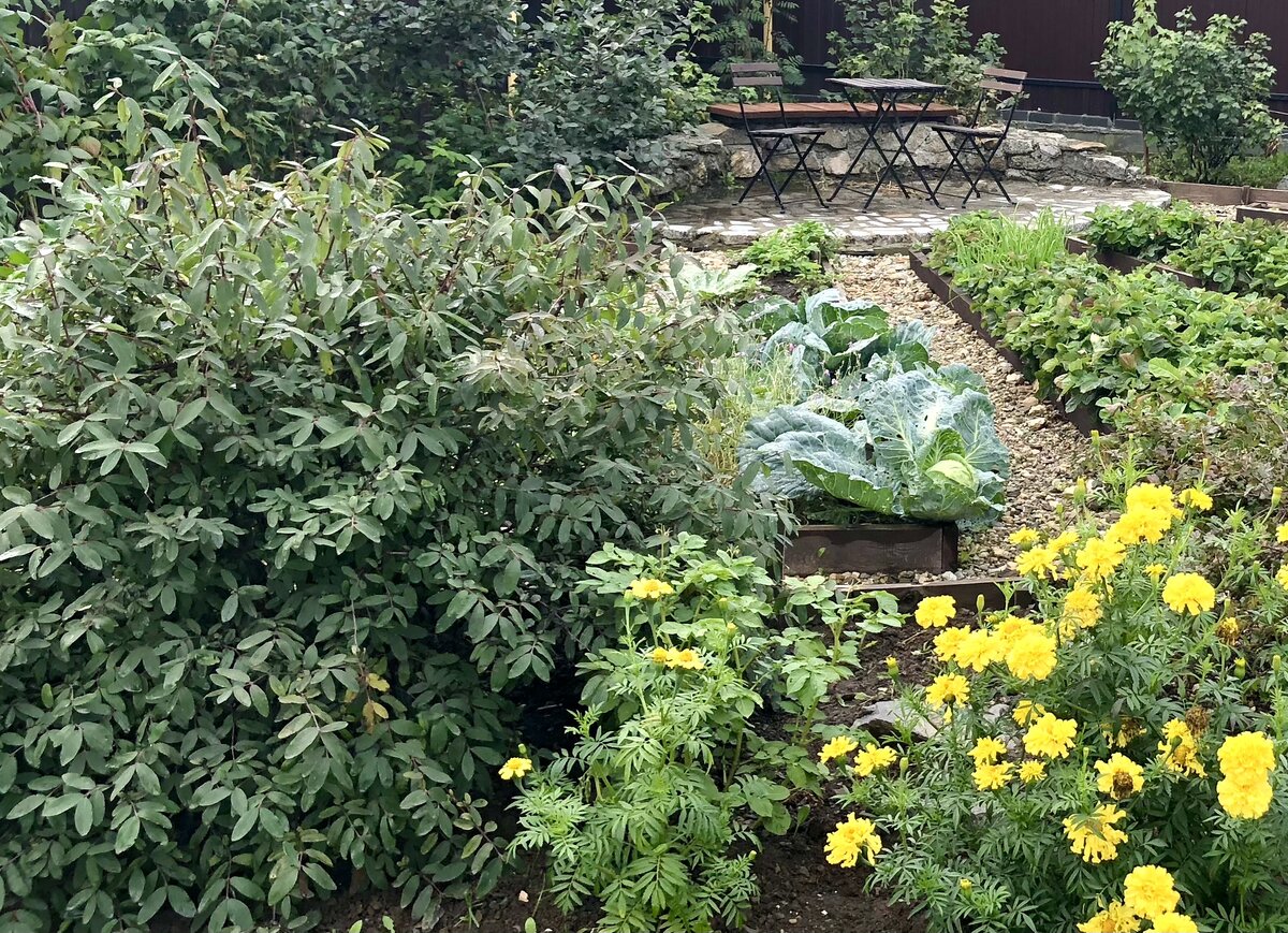 Огород автора