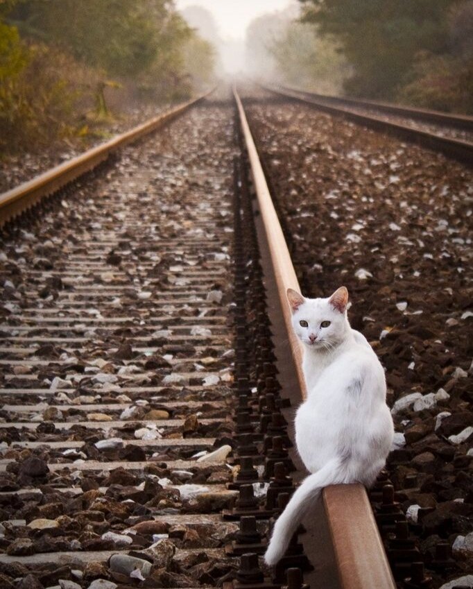 Фото из свободного доступа