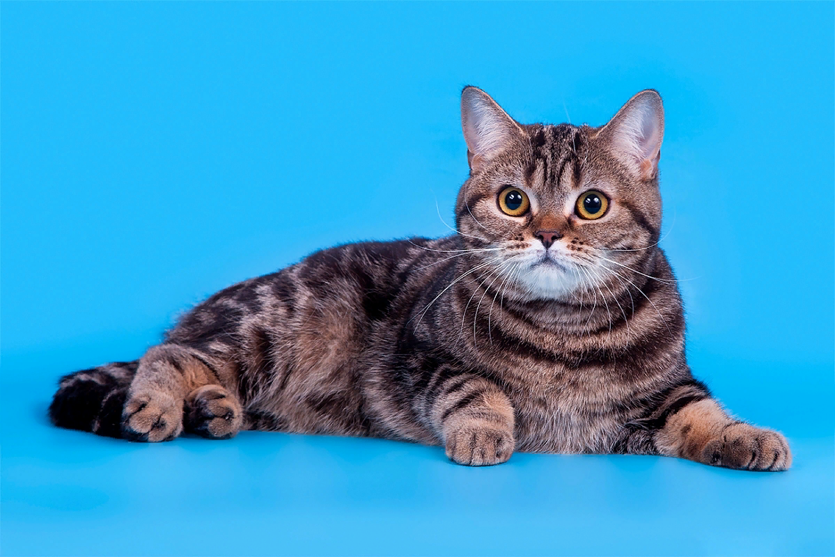 Вязка шотландских кошек: с кем скрещивать, правила случки в домашних условиях