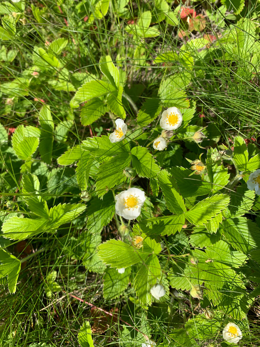 Фото автора Земляника