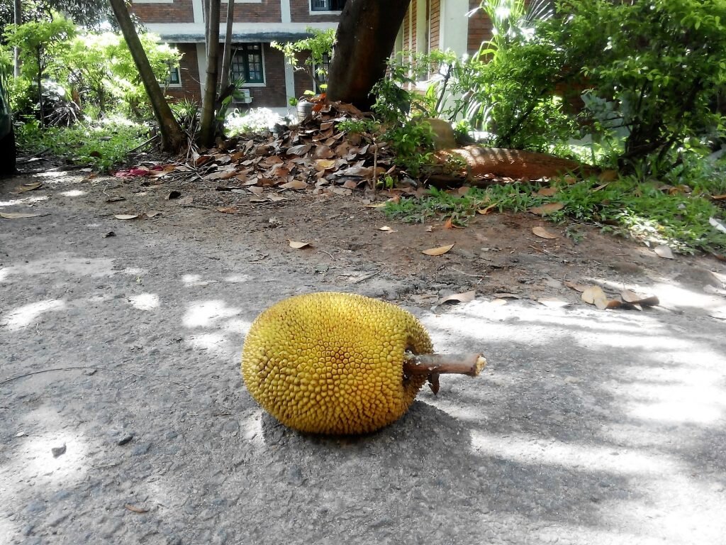  Джекфрут